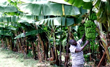 推动非洲农业转型的新举措获得300亿美元支持